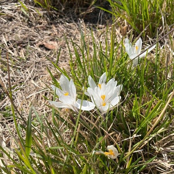 Crocus reticulatus Žiedas