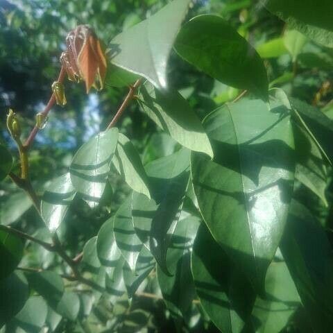 Averrhoa carambola Blatt