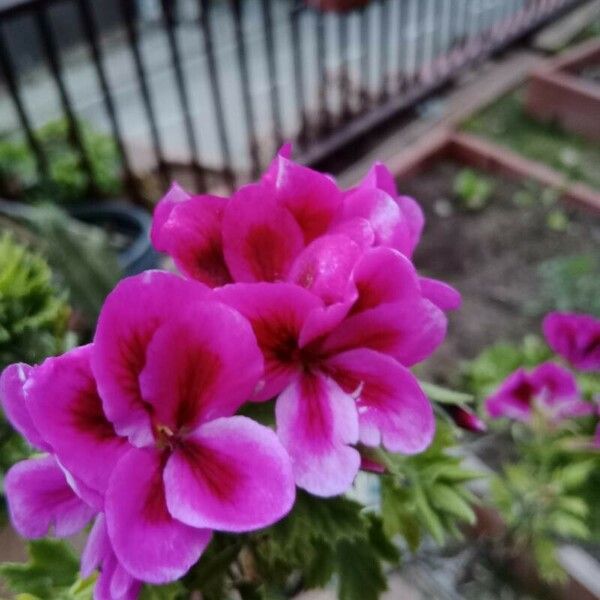 Pelargonium graveolens Flower