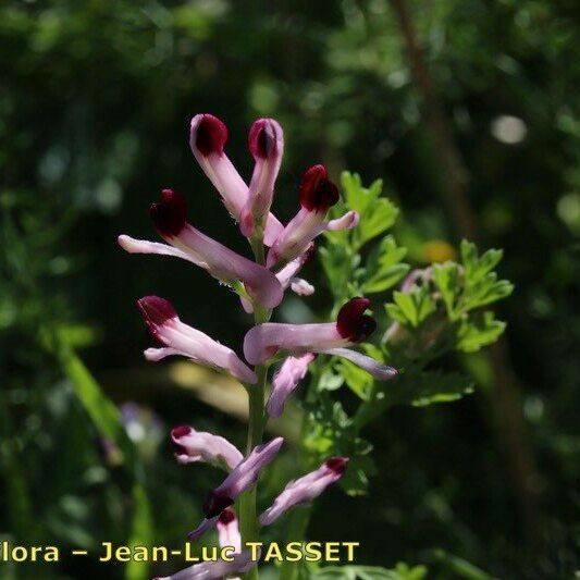 Fumaria gaillardotii Flower