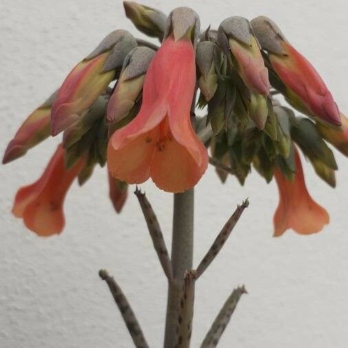 Bryophyllum delagoense Flower