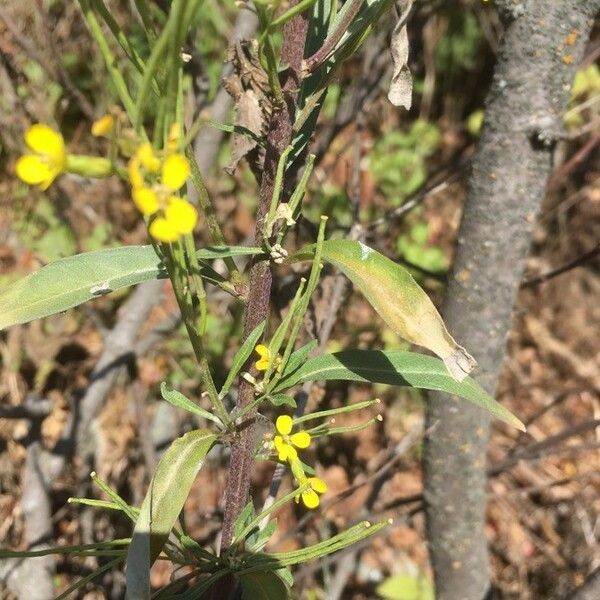 Erysimum virgatum List