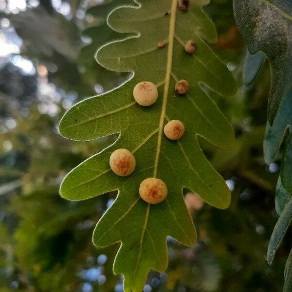 Quercus pyrenaica ᱥᱟᱠᱟᱢ