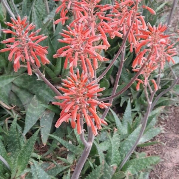 Aloe microstigma ശീലം