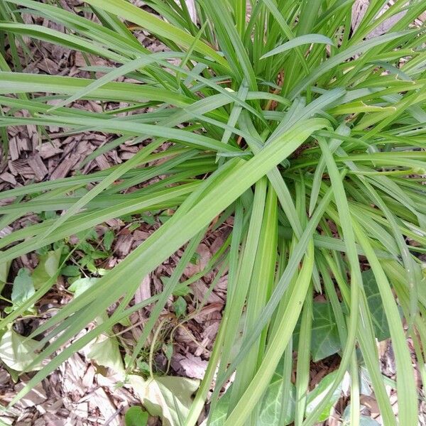 Hemerocallis minor Лист