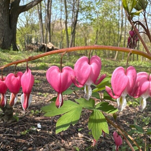 Lamprocapnos spectabilis Bloem