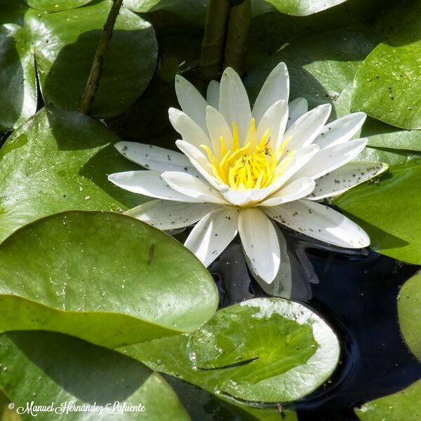 Nymphaea odorata Цветок