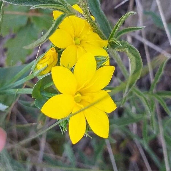 Blackstonia perfoliata Цвят