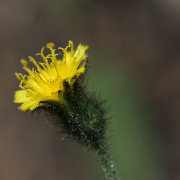 Hieracium triste Floro