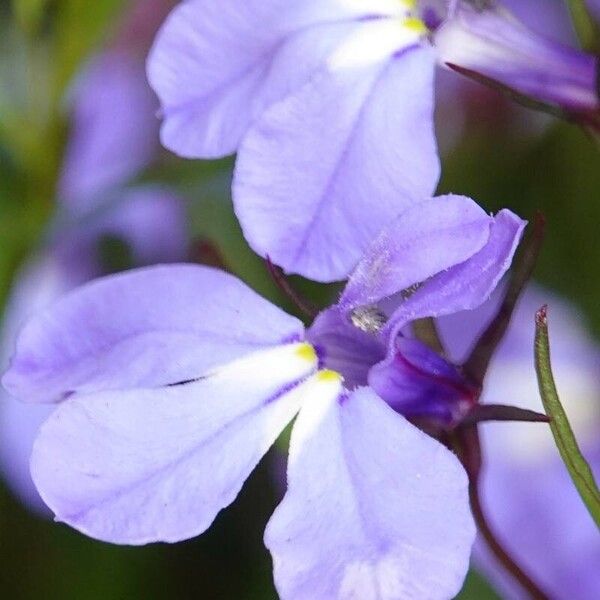 Lobelia erinus Blomma