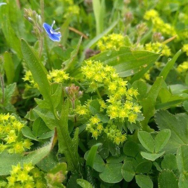 Alchemilla glaucescens Kvet