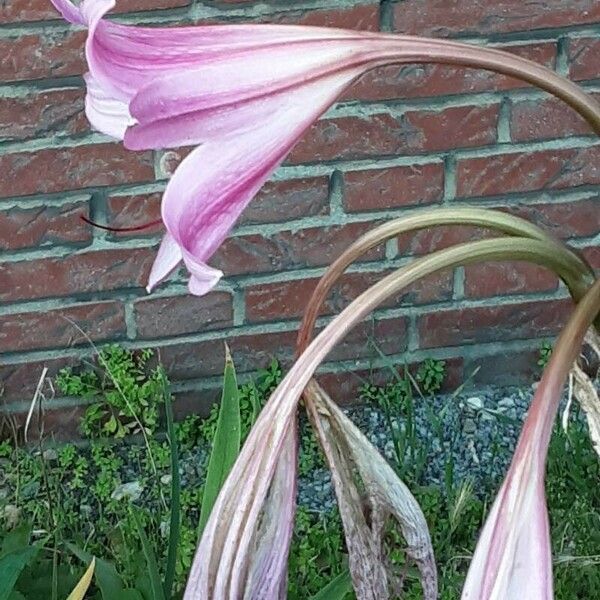 Crinum bulbispermum Fiore