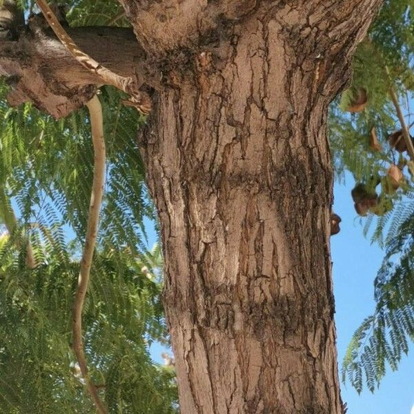 Jacaranda mimosifolia Ŝelo