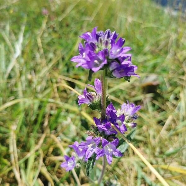 Campanula cervicaria Цвят