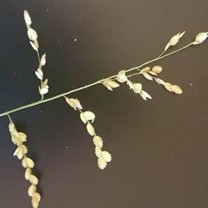 Eragrostis superba Virág
