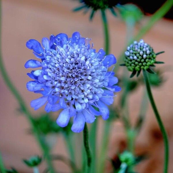 Scabiosa lucida Квітка