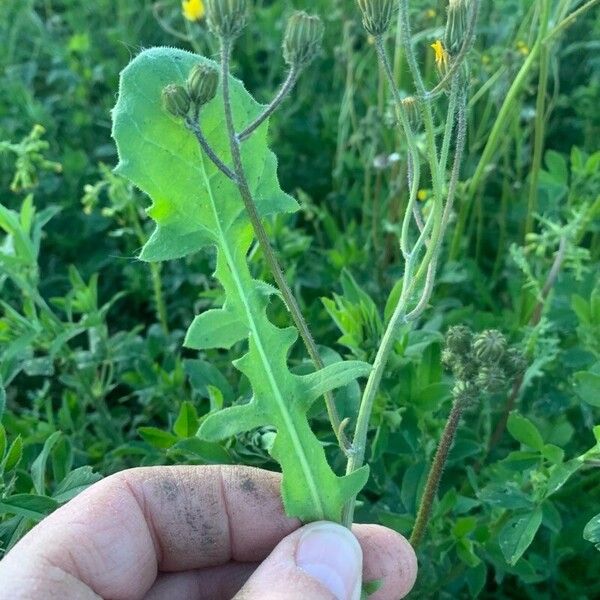 Crepis biennis Folha