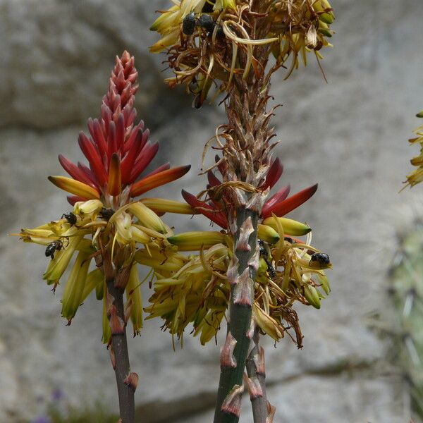 Aloe pretoriensis പുഷ്പം