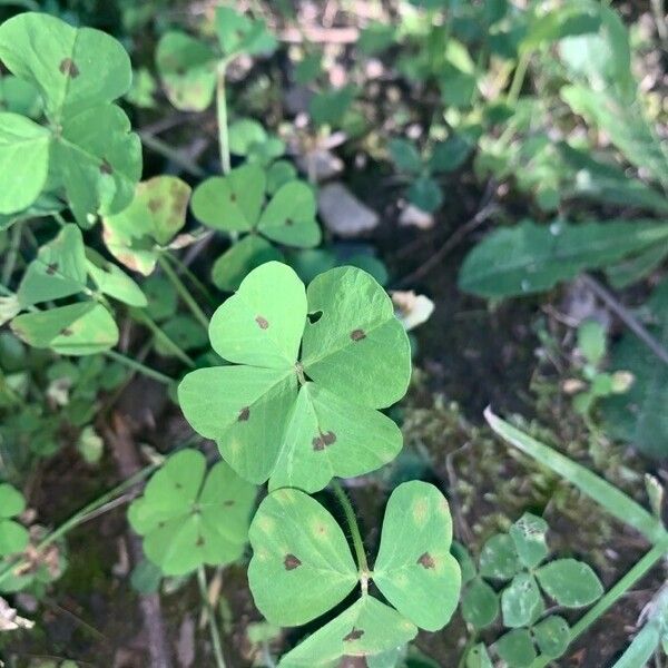 Medicago arabica Ліст