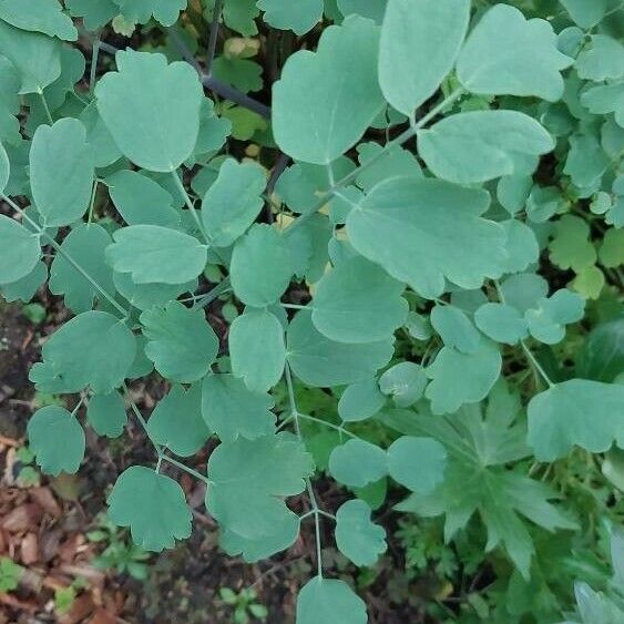 Thalictrum dioicum Foglia