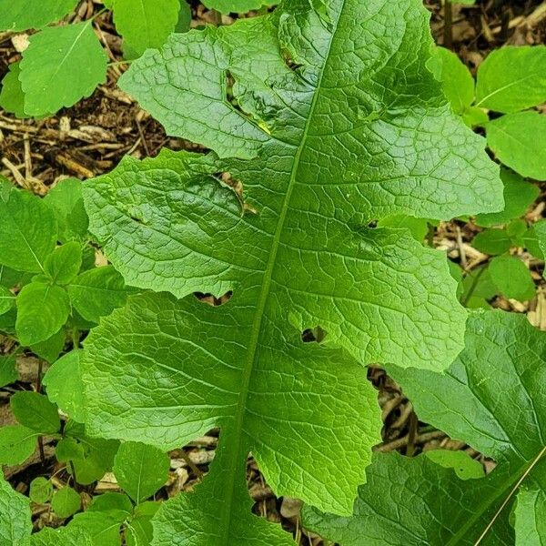 Lactuca floridana Листок