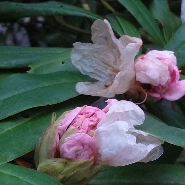 Rhododendron arboreum ᱵᱟᱦᱟ