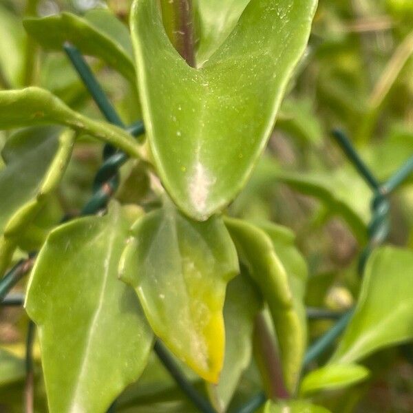 Senecio angulatus Blad