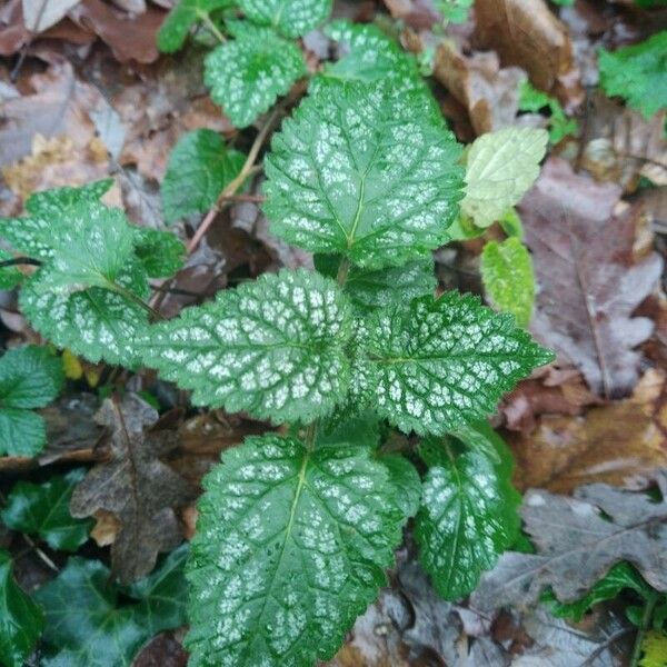 Lamium galeobdolon Folla