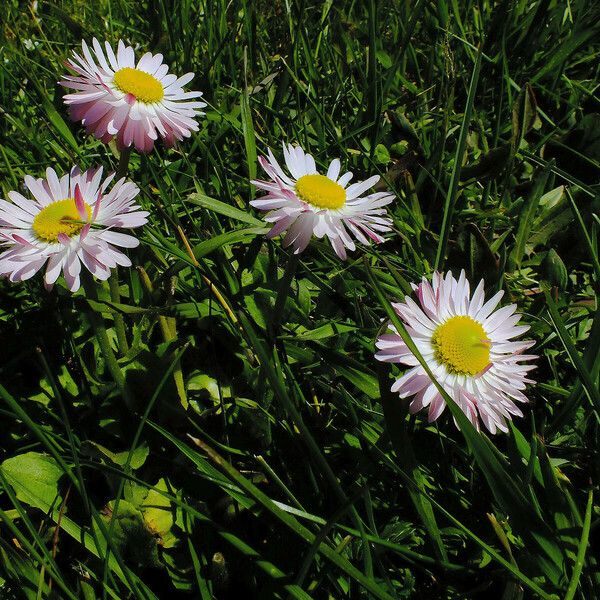 Bellis sylvestris 花