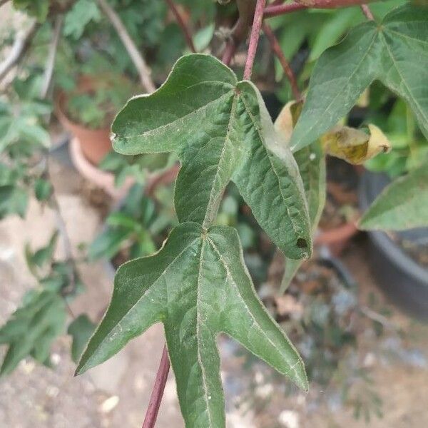 Gossypium arboreum Lehti
