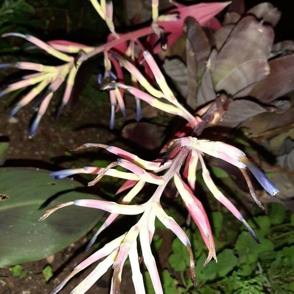 Aechmea nudicaulis Floare