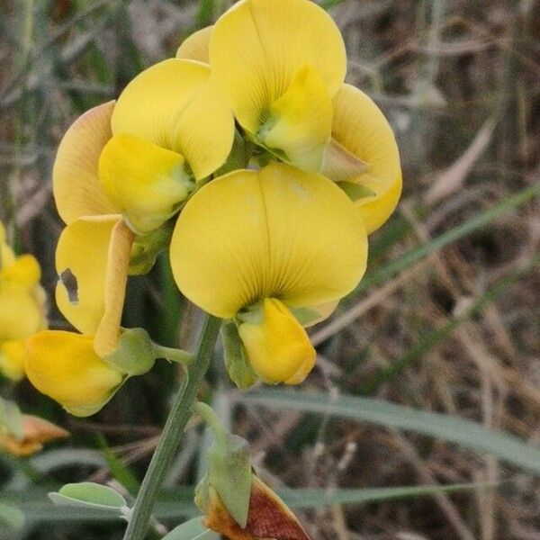 Crotalaria retusa Flor