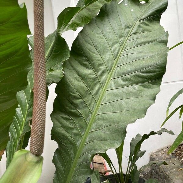 Anthurium schlechtendalii Leaf