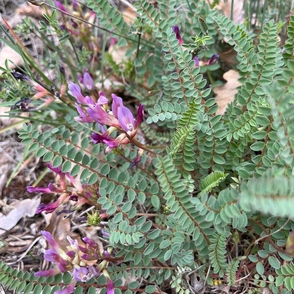 Astragalus monspessulanus Fiore