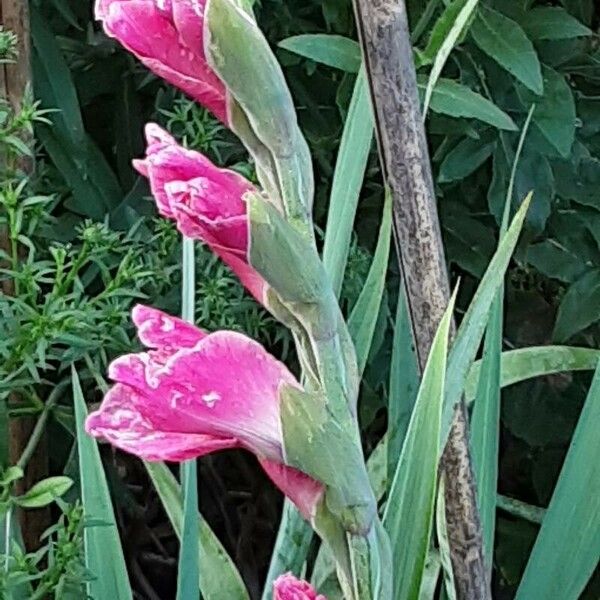 Gladiolus communis Cvet