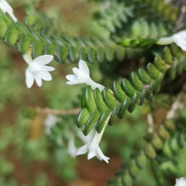 Angraecum distichum Flower