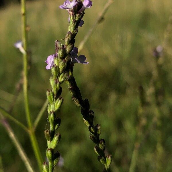 Verbena officinalis Fiore