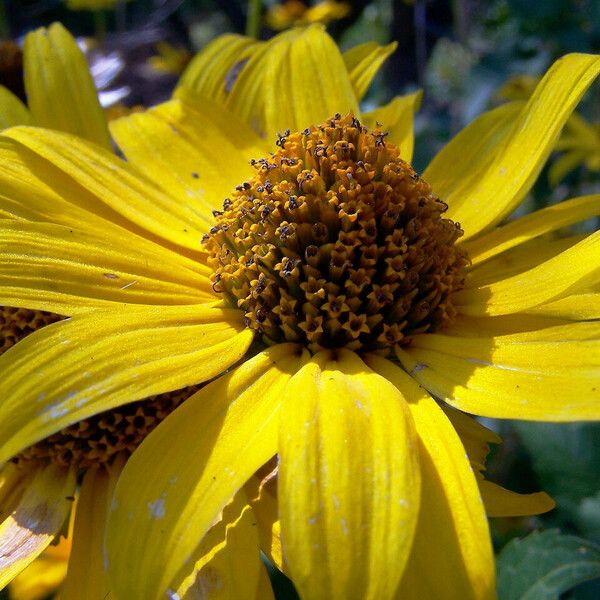 Helianthus pauciflorus Fleur