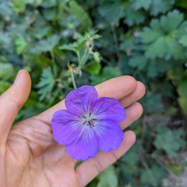 Geranium platypetalum Цвят