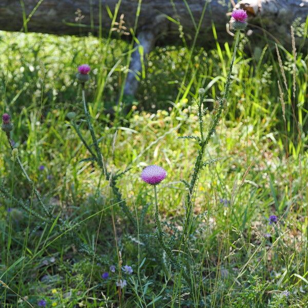 Carduus acanthoides Habit