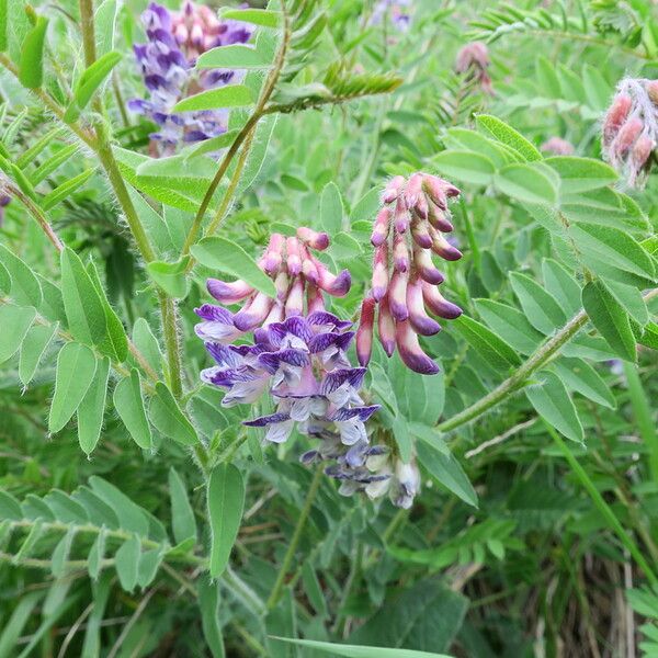 Vicia orobus Λουλούδι