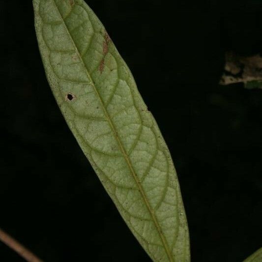 Aniba guianensis Foglia