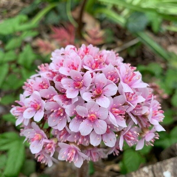 Darmera peltata Flower