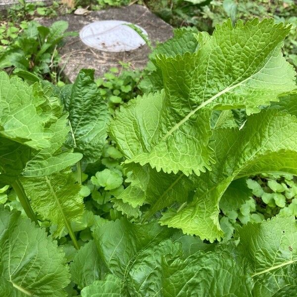 Brassica juncea Листок