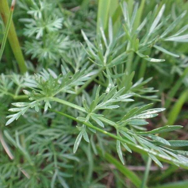 Neogaya simplex Leaf