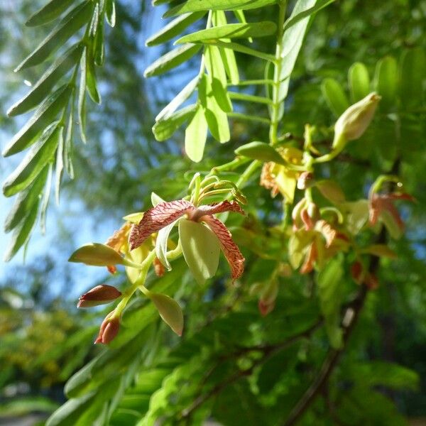 Tamarindus indica Virág