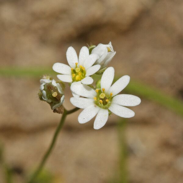 Draba verna Fiore