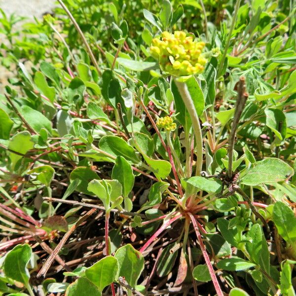 Eriogonum umbellatum Συνήθη χαρακτηριστικά