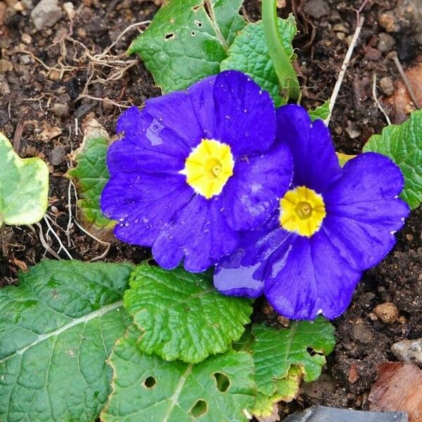 Primula vulgaris Flor