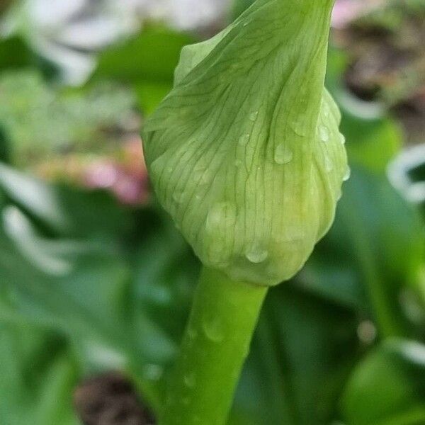 Scadoxus multiflorus 花